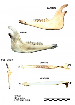 Mandibule gauche