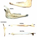 Ovis-Jaw-Left.jpg