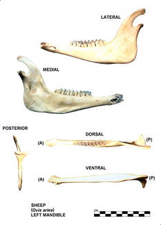 Mandibule gauche
