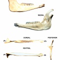 Mandibule droite