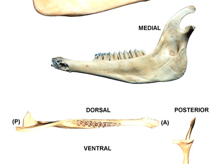 Mandibule droite