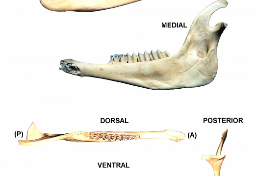 Right mandible