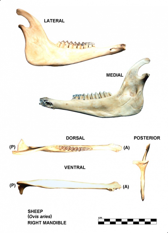 Mandibule droite