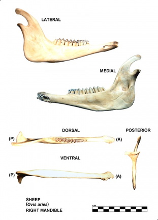 Mandibule droite