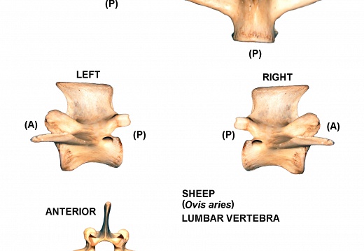 Vertèbre lombaire