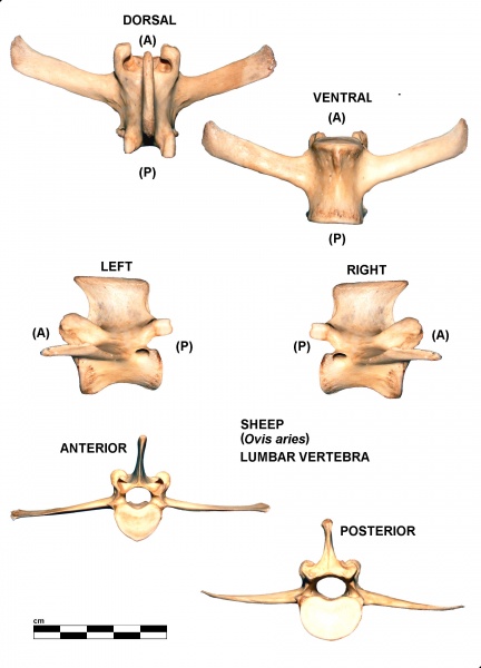 Ovis-Lumbar-Vertebra.jpg