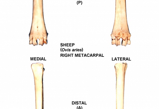 Métacarpe droit