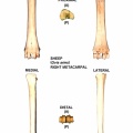 Ovis-Metacarpal-Right.jpg