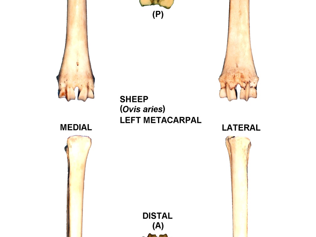 Left metacarpal