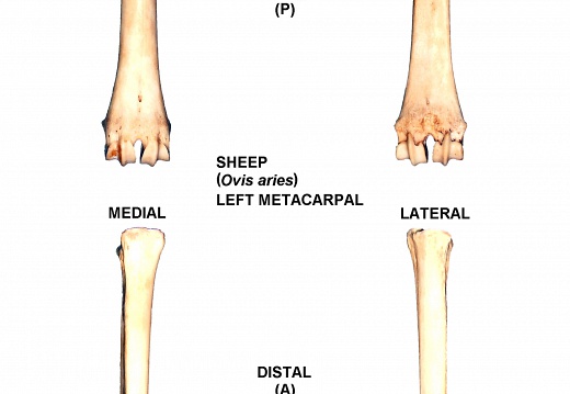 Left metacarpal