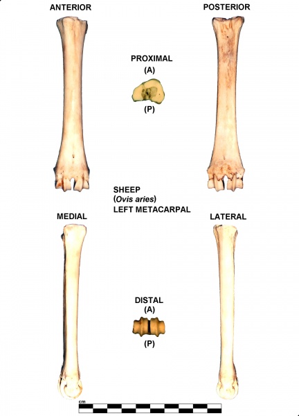 Ovis-Metatacarpal-Left.jpg