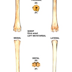 Left metatarsal (25278 visits)
Left metatarsal of sheep (Ovis aries)Photo author: Albert Fischer - Date: 27/04/2014.For more info... Left metatarsal