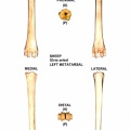 Ovis-Metatarsal-Left.jpg