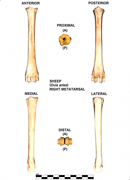 Ovis-Metatarsal-Right.jpg