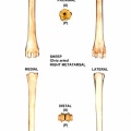 Ovis-Metatarsal-Right.jpg