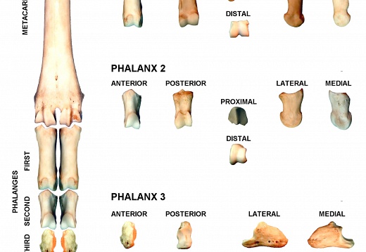 Phalanges antérieures droites