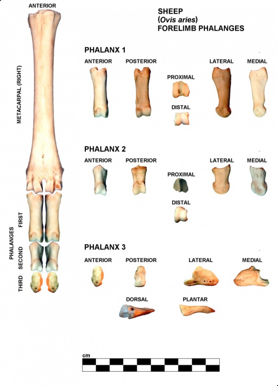 Phalanges antérieures droites