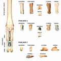 Ovis-Phalanges-Forelimb-Right.jpg