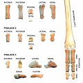 Phalanges postérieures gauches (22596 visites) Phalanges postérieures gauches de mouton (Ovis aries)Auteur photo : Albert Fischer - Date : 27/04/2... Phalanges postérieures gauches