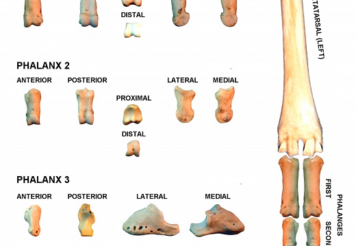 Left hindlimb phalanges