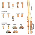 Ovis-Phalanges-Hindlimb-Left.jpg