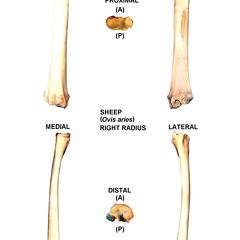 Right radius