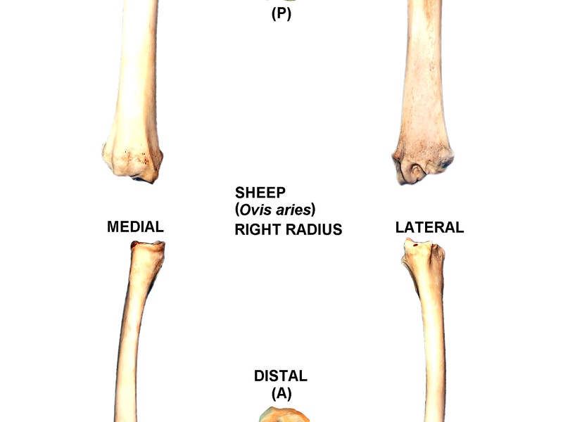 Right radius