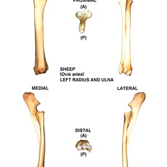 Radius et ulna gauches (26447 visites) Radius et ulna gauches de mouton (Ovis aries)Auteur photo : Albert Fischer - Date : 27/04/2014Pour p... Radius et ulna gauches