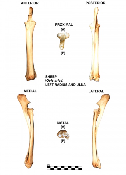 Ovis-Radius-Ulna-Left.jpg