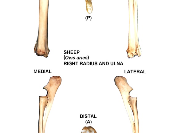 Radius et ulna droits (27569 visites) Radius et ulna droits de mouton (Ovis aries)Auteur photo : Albert Fischer - Date : 27/04/2014Pour pl... Radius et ulna droits