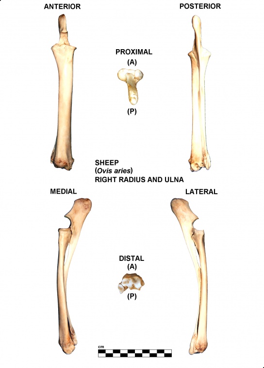 Radius et ulna droits