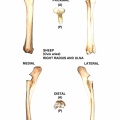 Ovis-Radius-Ulna-Right.jpg