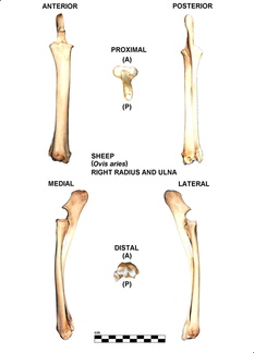 Radius et ulna droits