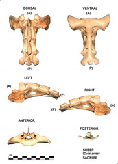Sacrum