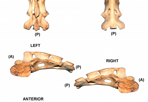 Sacrum