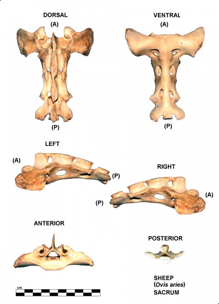 Ovis-Sacrum.jpg