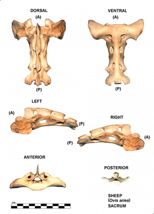 Sacrum
