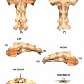 Ovis-Sacrum.jpg