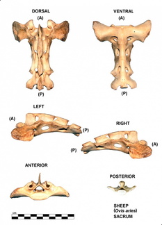 Sacrum