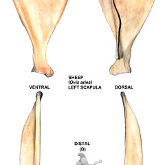 Scapula gauche (26118 visites) Scapula gauche de mouton (Ovis aries)Auteur photo : Albert Fischer - Date : 27/04/2014Pour plus d... Scapula gauche