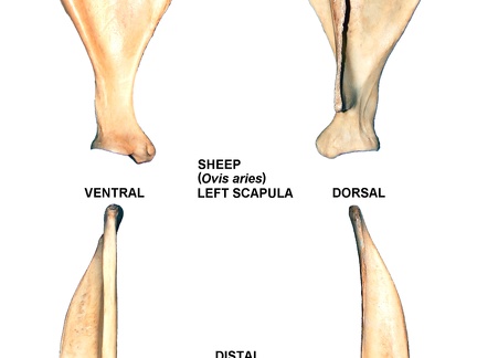 Scapula gauche (26122 visites) Scapula gauche de mouton (Ovis aries)Auteur photo : Albert Fischer - Date : 27/04/2014Pour plus d... Scapula gauche