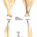Ovis-Scapula-Left.jpg