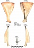 Scapula gauche