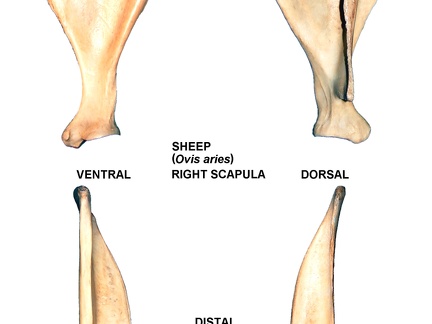 Scapula droite (25048 visites) Scapula droite de mouton (Ovis aries)Auteur photo : Albert Fischer - Date : 27/04/2014Pour plus d... Scapula droite