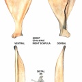 Ovis-Scapula-Right.jpg