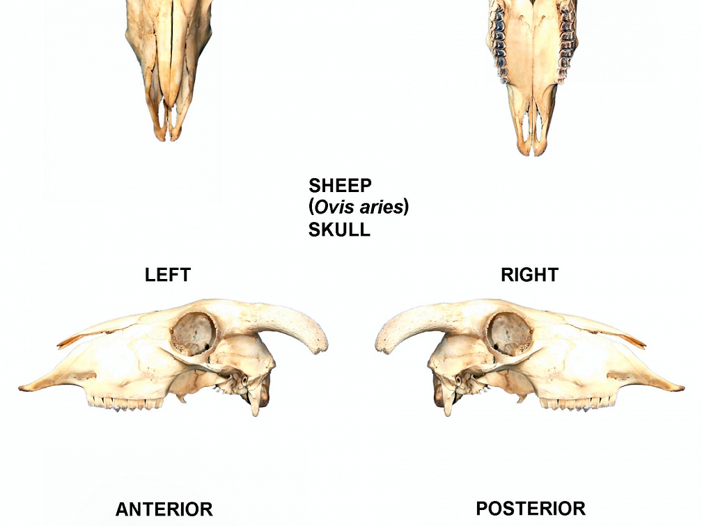 Skull