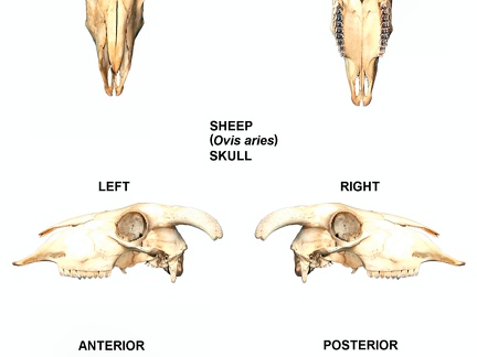 Skull