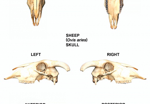 Skull