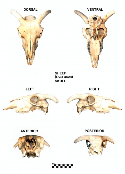 Ovis-Skull.jpg