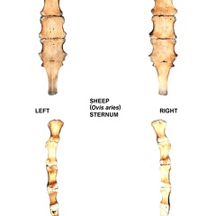 Sternum (24282 visites) Sternum de mouton (Ovis aries)Auteur photo : Albert Fischer - Date : 27/04/2014Pour plus d'infor... Sternum